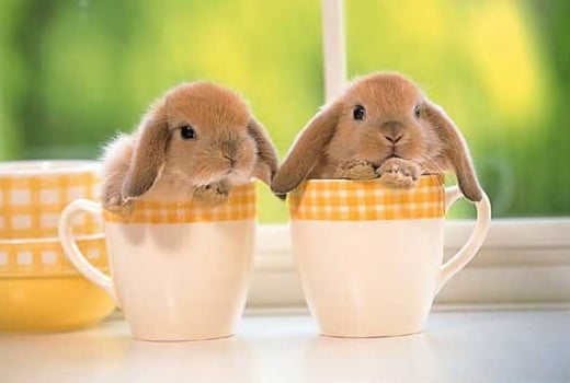 Rabbits in mugs